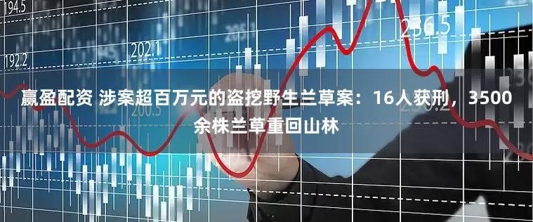 赢盈配资 涉案超百万元的盗挖野生兰草案：16人获刑，3500余株兰草重回山林